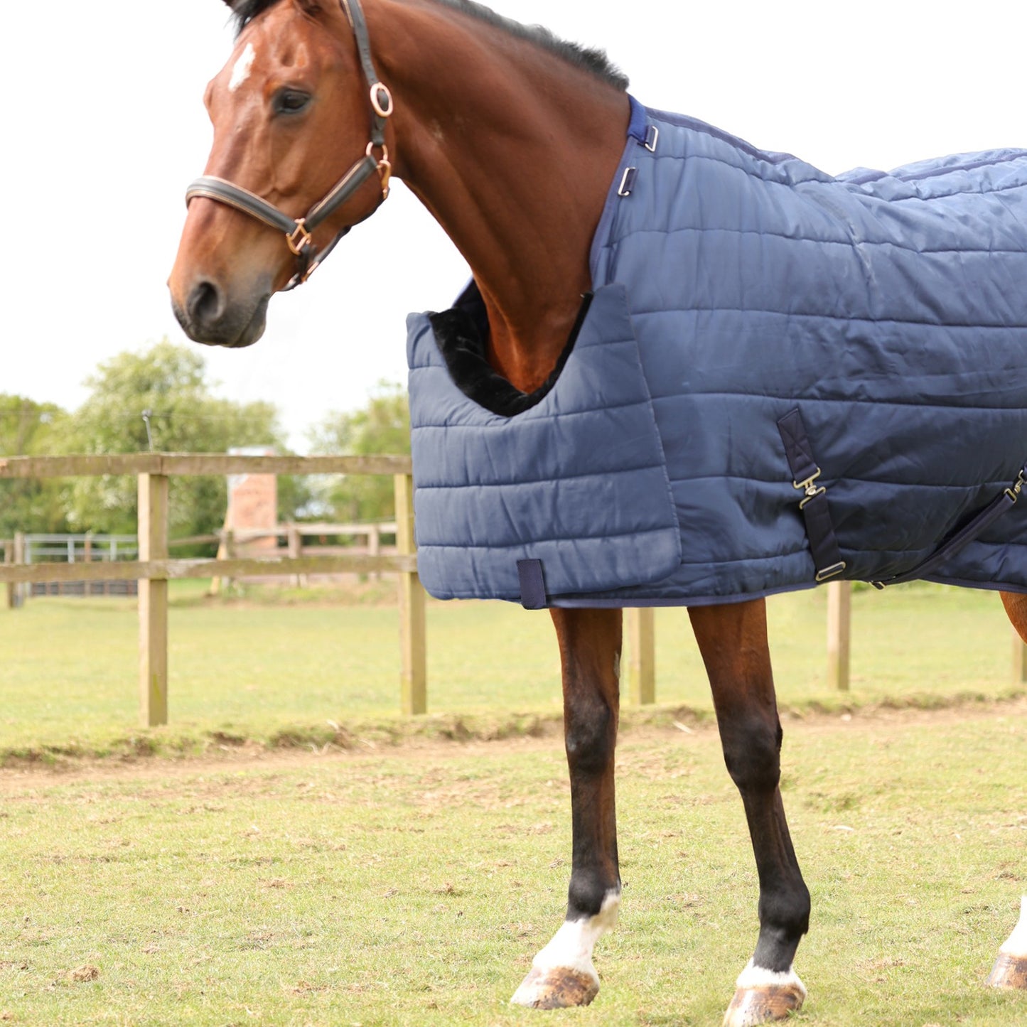 Hy Equestrian Chest Protector Navy - One Size