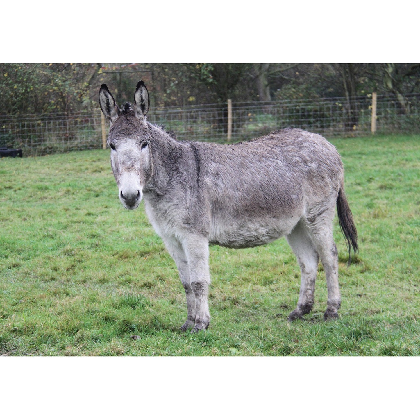 Kevin Milner Countryside Cards Donkey