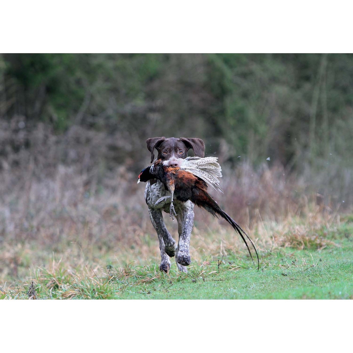 Kevin Milner Countryside Cards Working Pointer