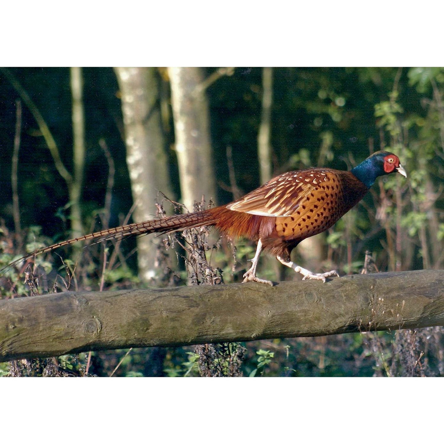 Kevin Milner Countryside Cards Pheasant