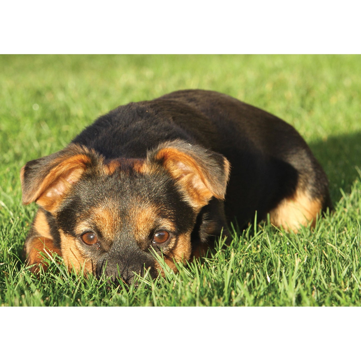 Kevin Milner Countryside Cards Black & Tan Terrier