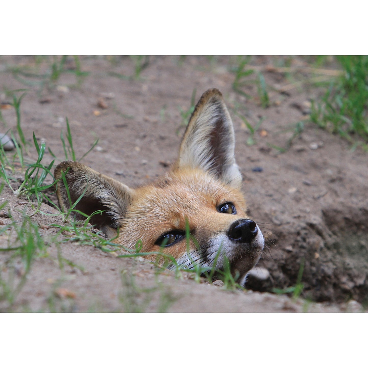Kevin Milner Countryside Cards Fox