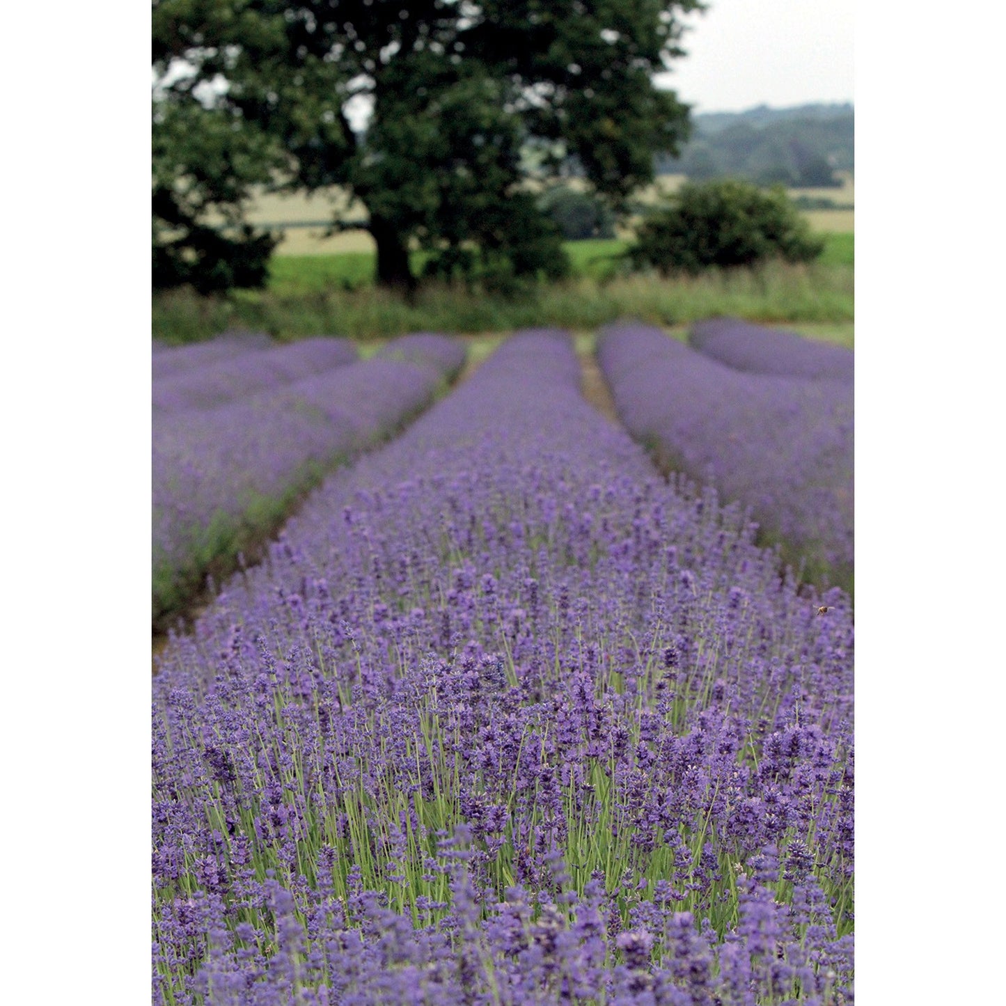 Kevin Milner Countryside Cards Lavendar