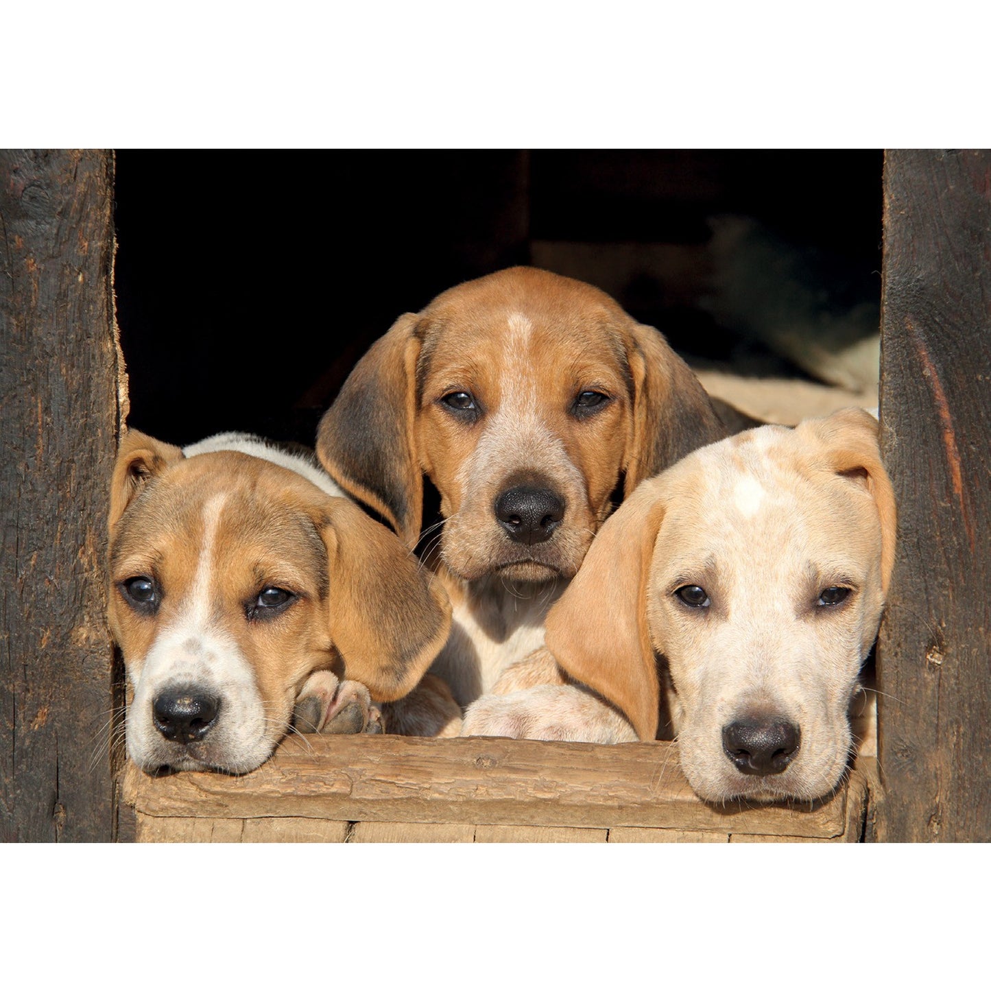 Kevin Milner Countryside Cards Puppy Dog