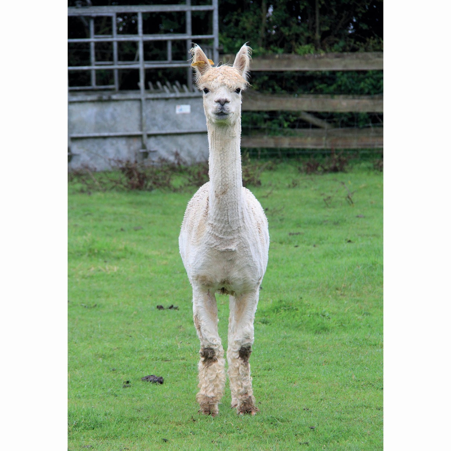 Kevin Milner Countryside Cards Alpaca