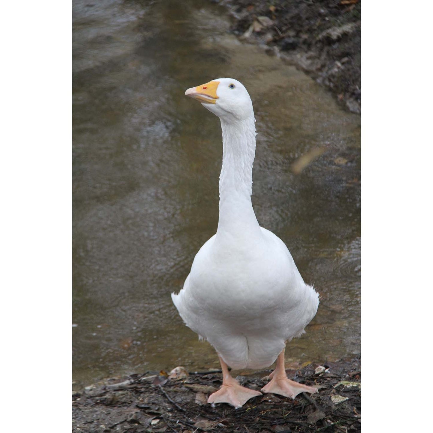 Kevin Milner Countryside Cards Goose