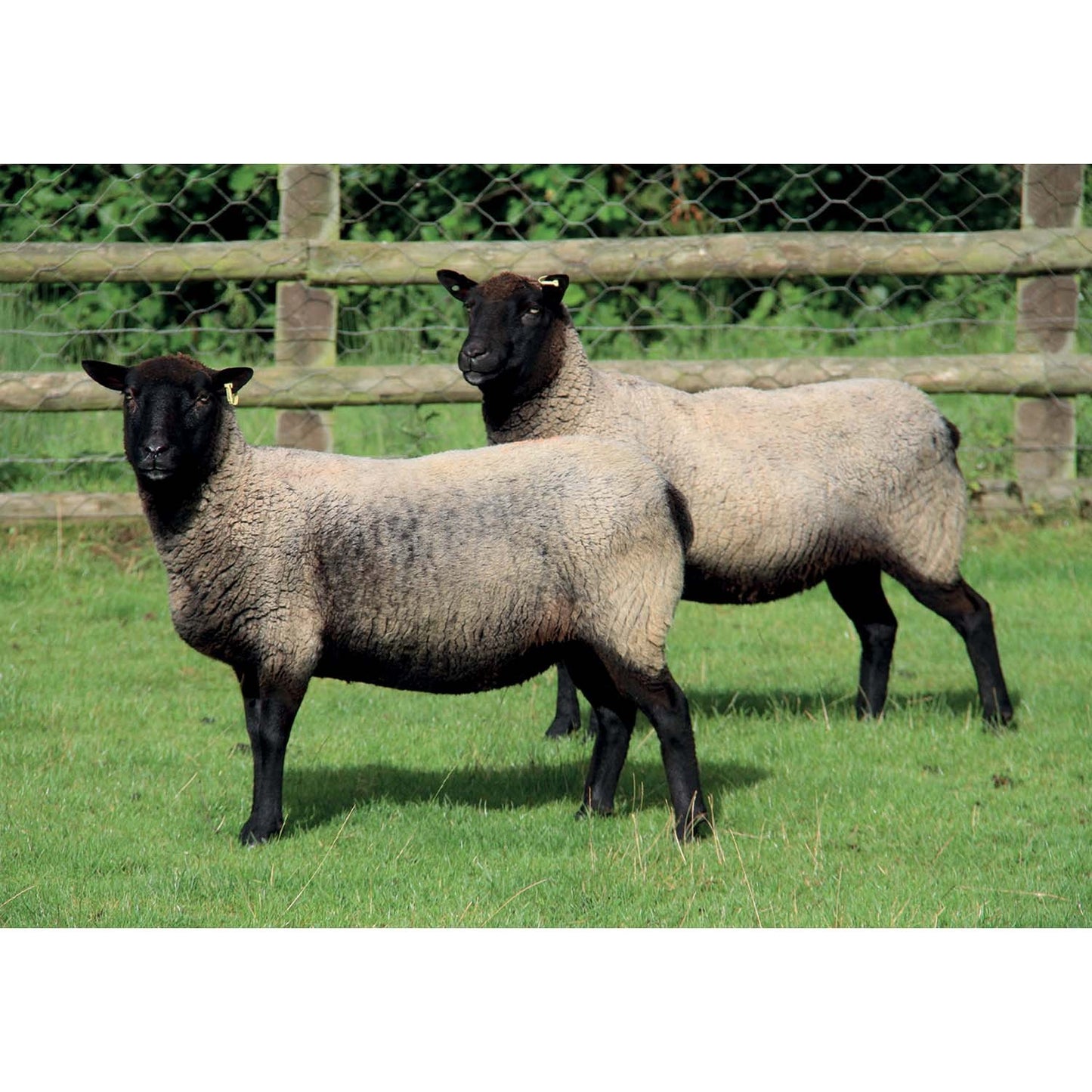Kevin Milner Countryside Cards Twins