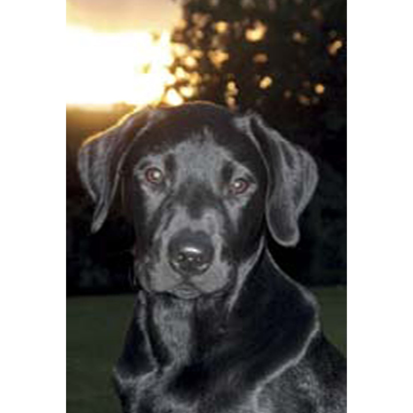 Kevin Milner Countryside Cards Labrador