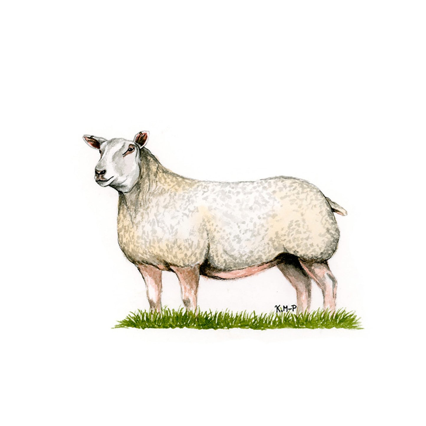 Kevin Milner Countryside Cards Charolais Ewe
