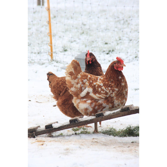 Kevin Milner Christmas Card - Cope Farm Chicken
