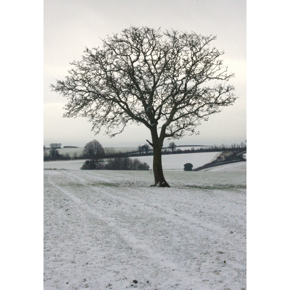 Kevin Milner Christmas Card - Cope Farm Tree