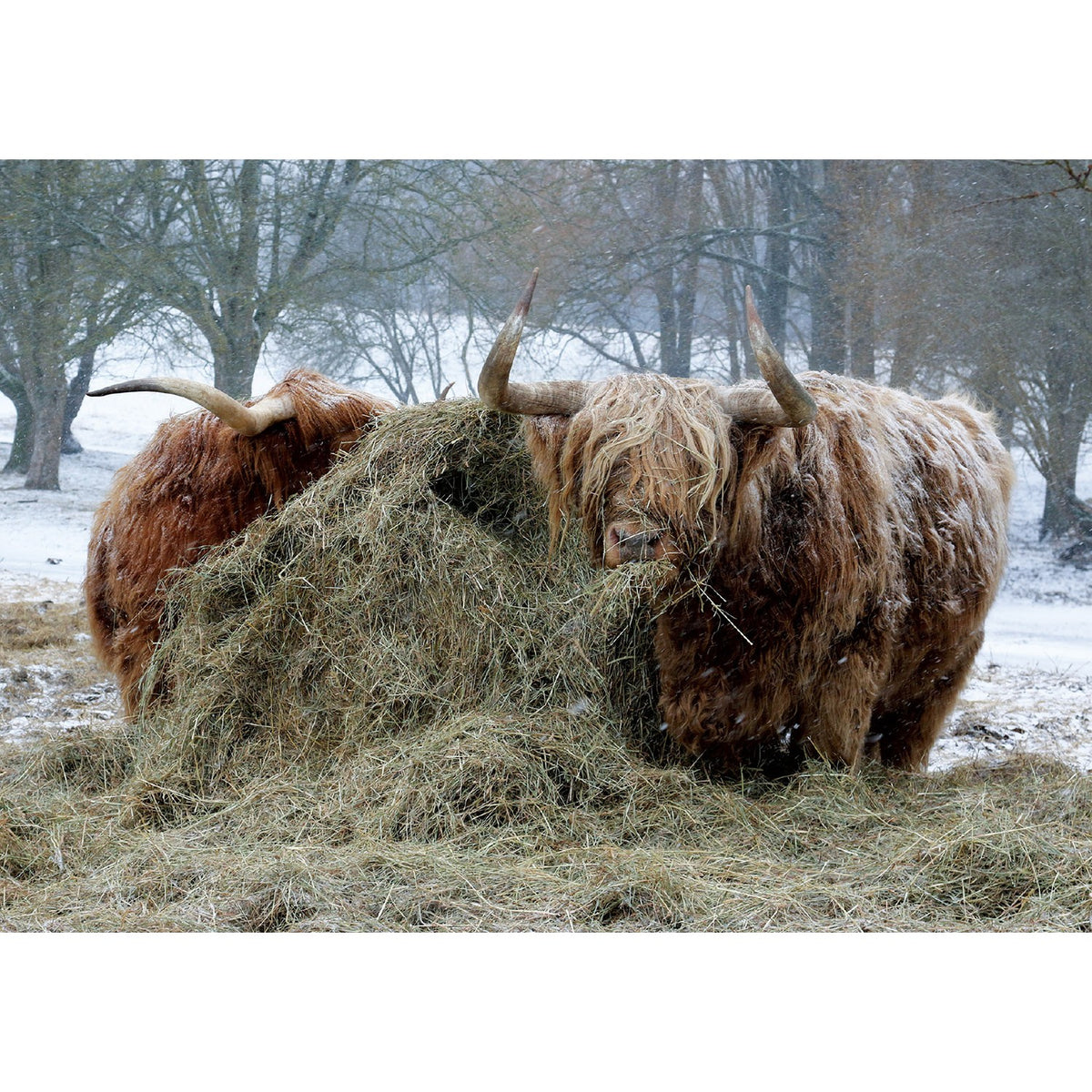 Kevin Milner Christmas Card - Highland Cattle in the Snow