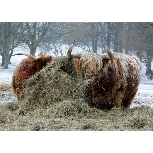 Kevin Milner Christmas Card - Highland Cattle in the Snow
