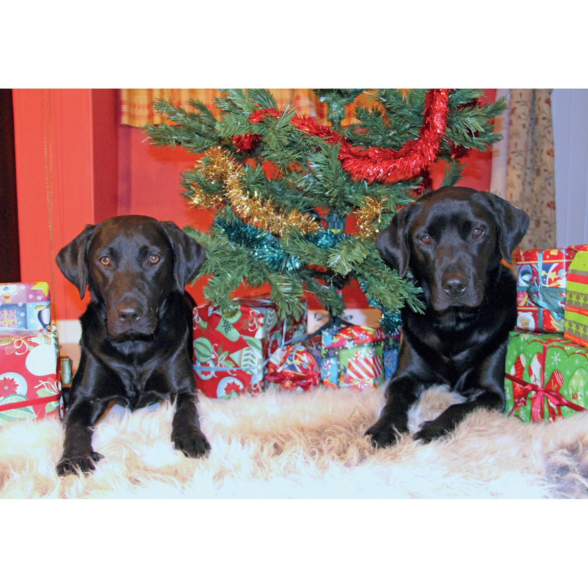 Kevin Milner Christmas Card - Christmas in Labradorland