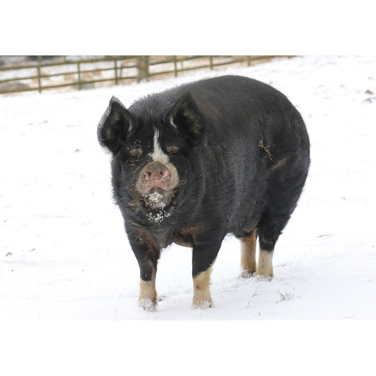 Kevin Milner Christmas Card - Snowy Pig