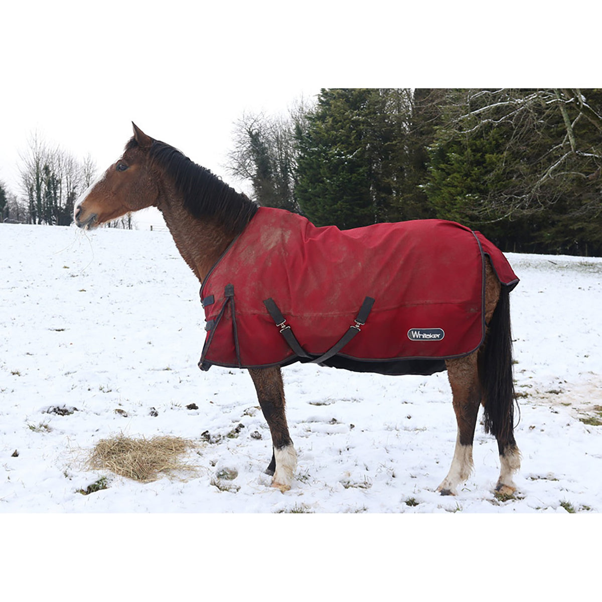 Kevin Milner Christmas Card - Horse in The Snow