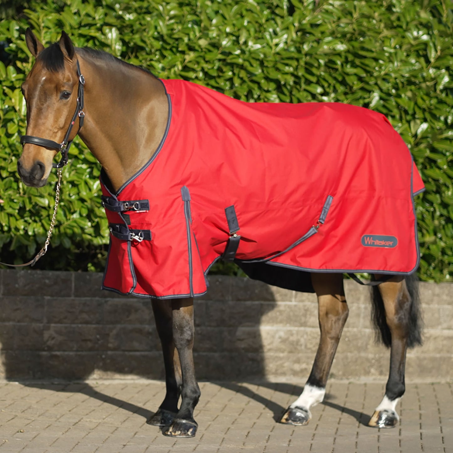 Whitaker Rastrick Turnout Rug 100 Gm Red