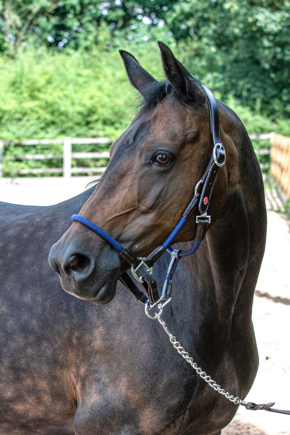 Whitaker HC065 Raywell Soft Rope Headcollar Brown/Navy