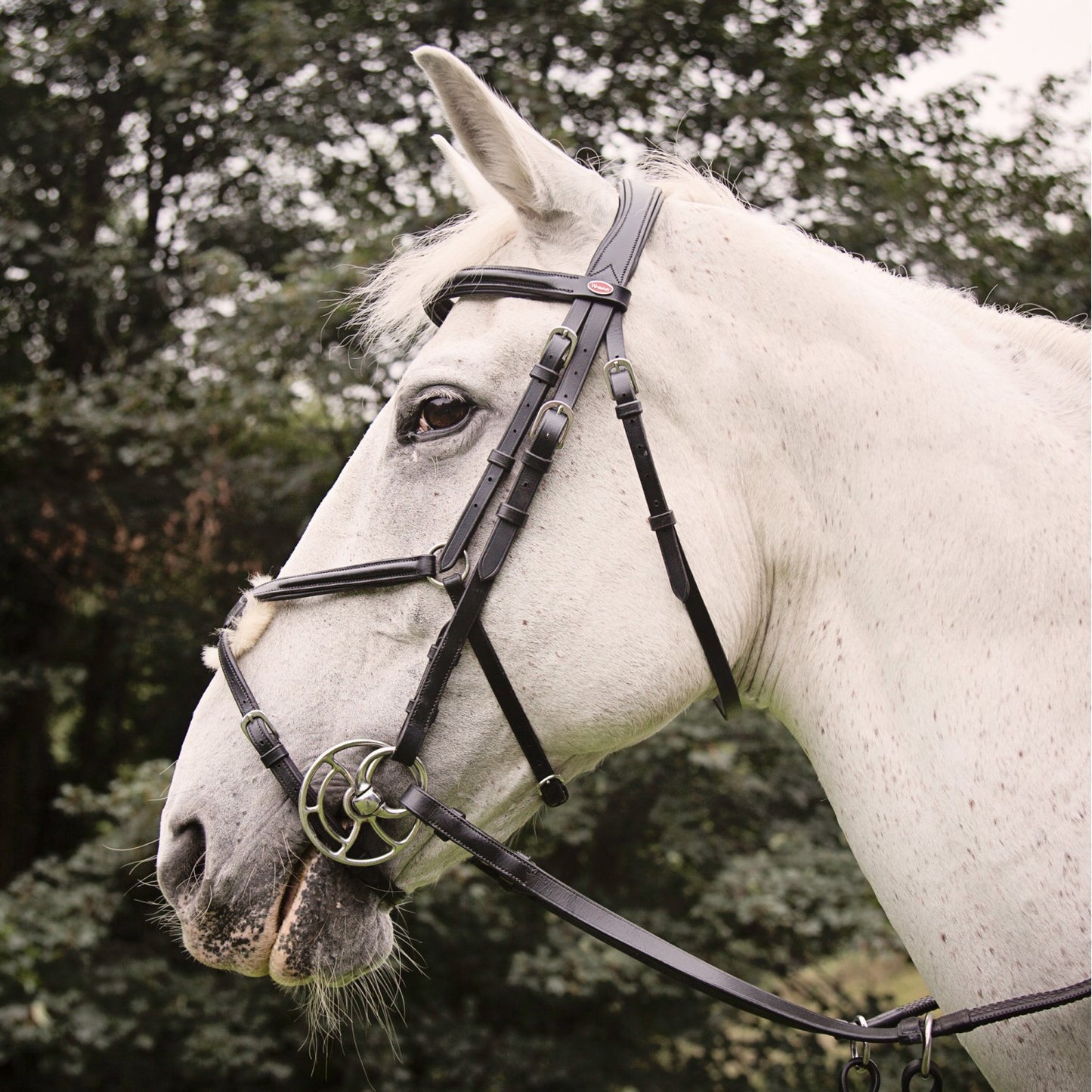 Whitaker BR050A Eastwood Mexican Bridle with Reins
