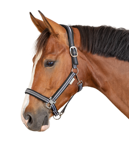 Waldhausen Athletic Halter (Headcollar)