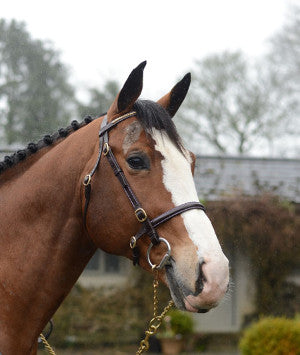 Mackey Classic In-hand Clincher Bridle