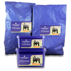 Dodson & Horrell Echinacea