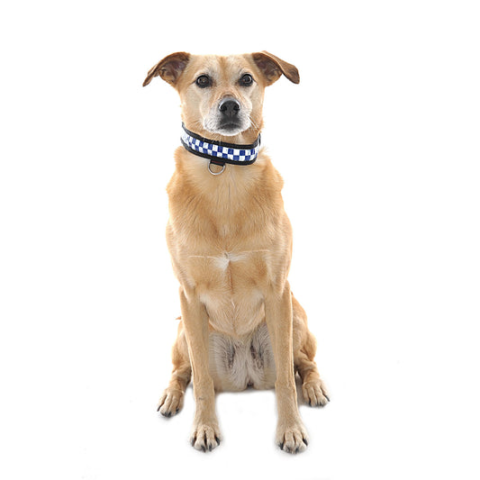 Equisafety Polite Flashing Dog Collar