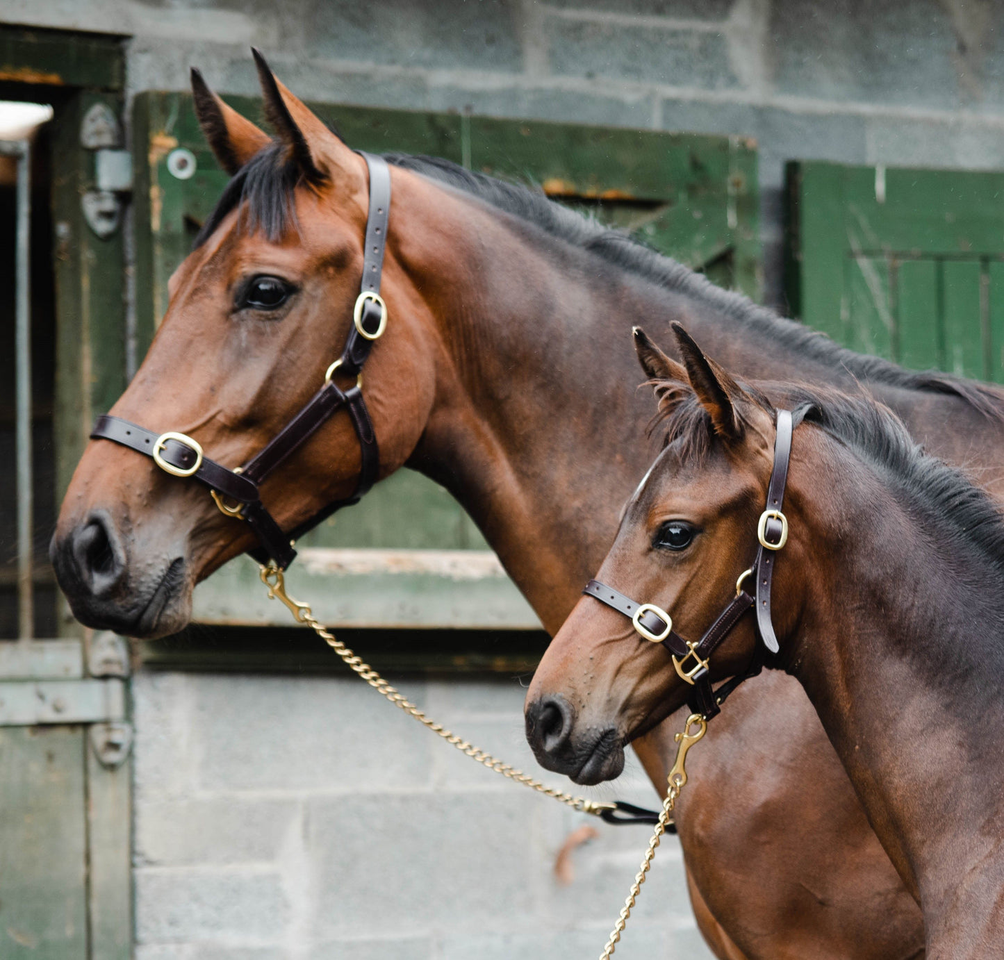 Equisential Leather Headcollar