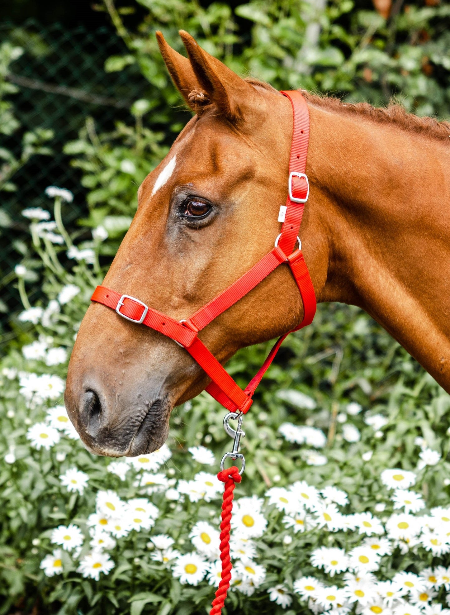 Equisential Economy Web Headcollar and Leadrope set