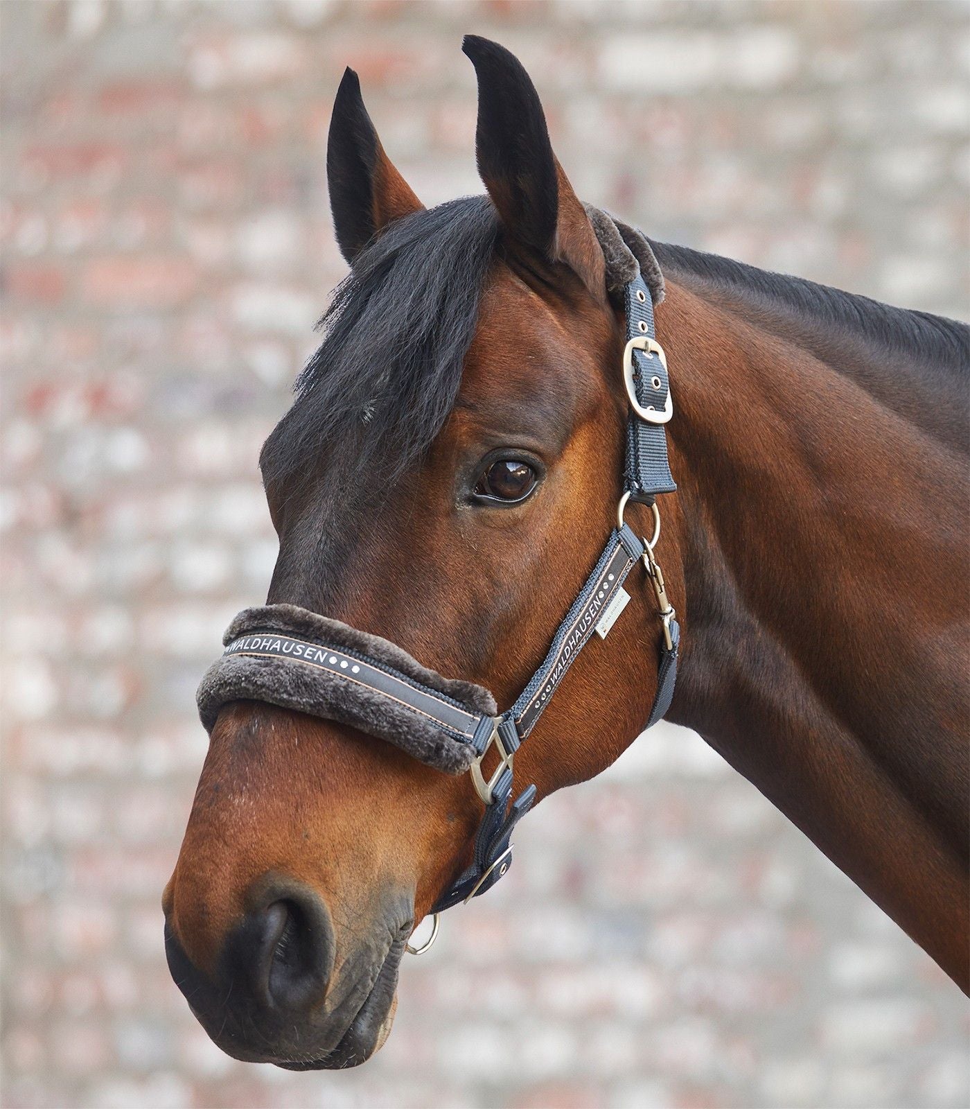 Waldhausen Elegant Halter (Headcollar)
