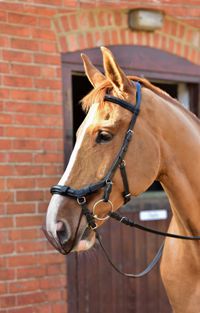 Equilibrium Net Relief Muzzle Net for Micklem (TM) Bridle - Cob/Horse