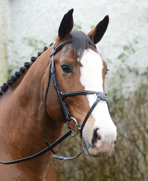 Mackey Classic Grakle Bridle