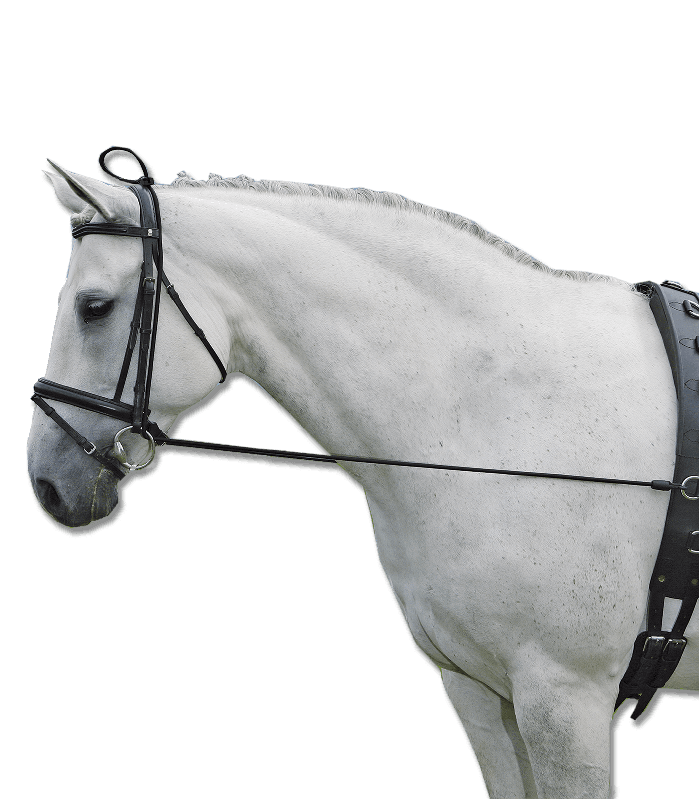 Waldhausen Elastic Training Aid