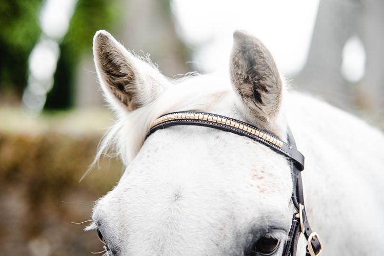 Mackey Classic In-hand Clincher Bridle