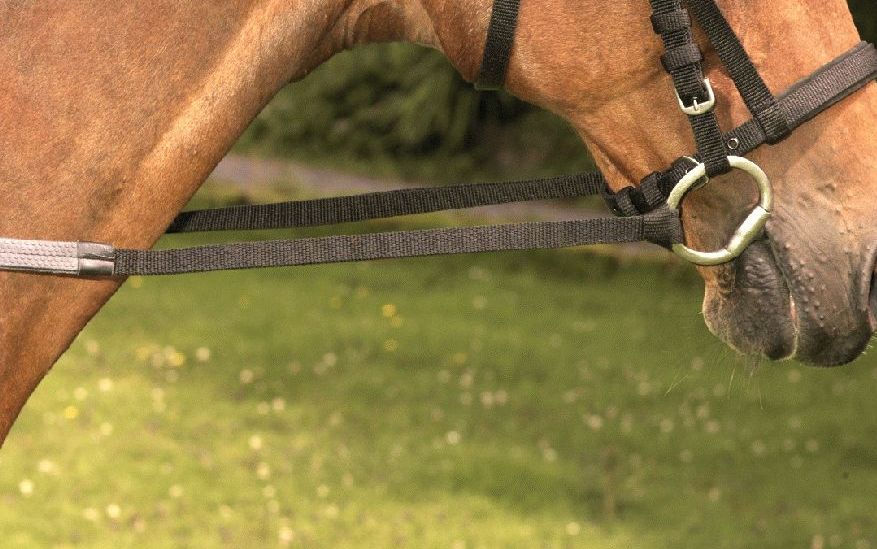 Equisential Nylon Reins