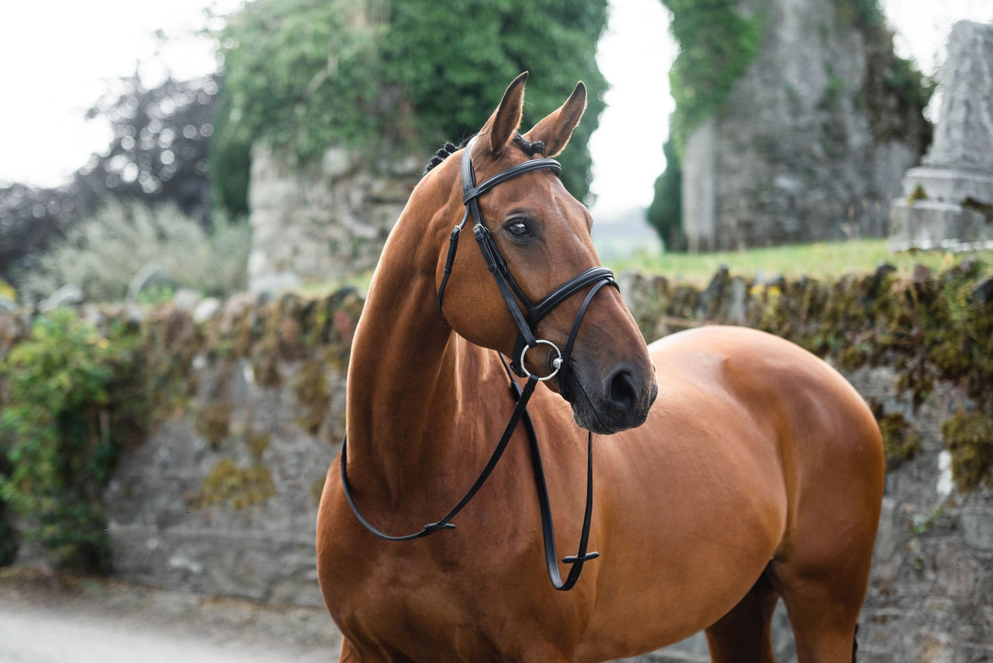 Mackey Legend Flash Bridle