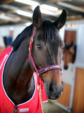 Whitaker Headcollar Padded Fleece Red/Navy