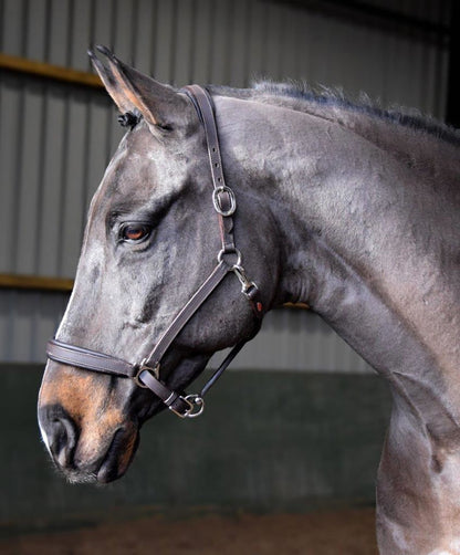 Whitaker Ready To Ride Headcollar Leather