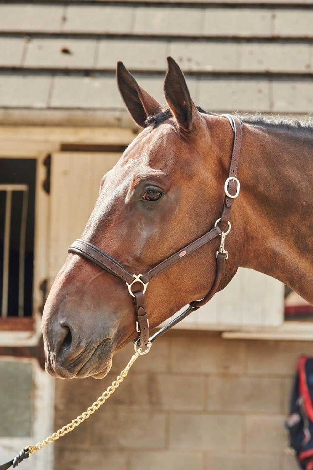 Whitaker Ready To Ride Headcollar Leather