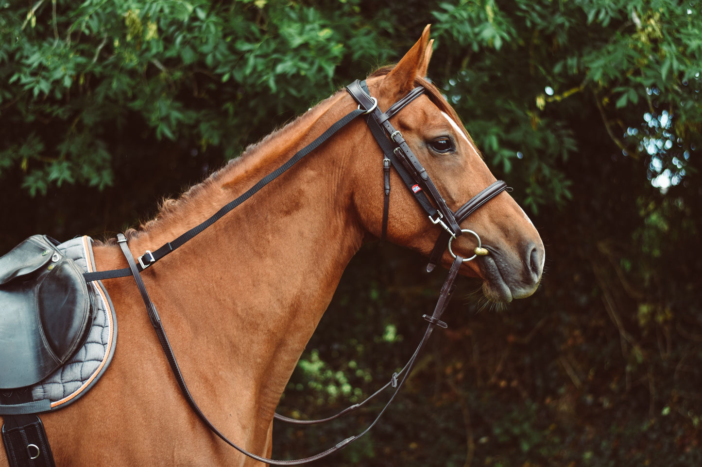 Equisential Anti-Grazing Reins