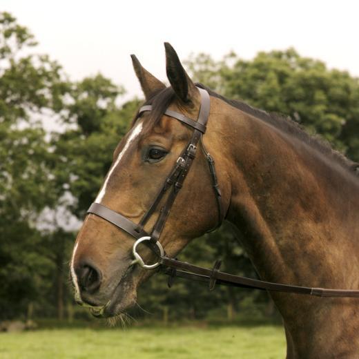 Mackey Classic Hunt Bridle